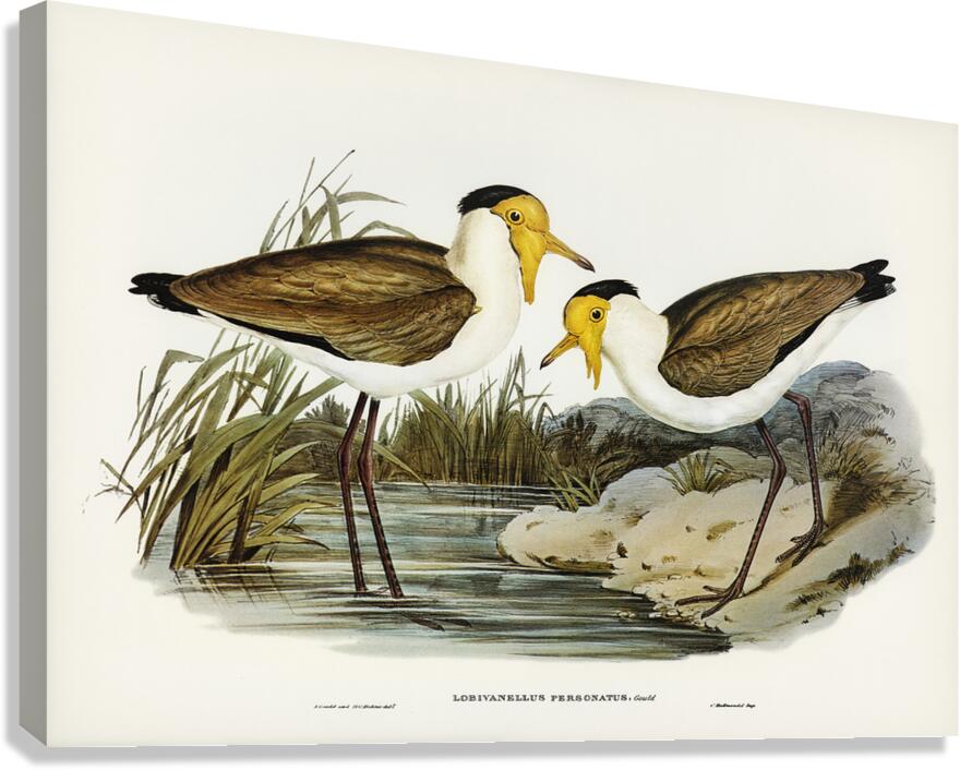 Masked Lapwing Canvas Print