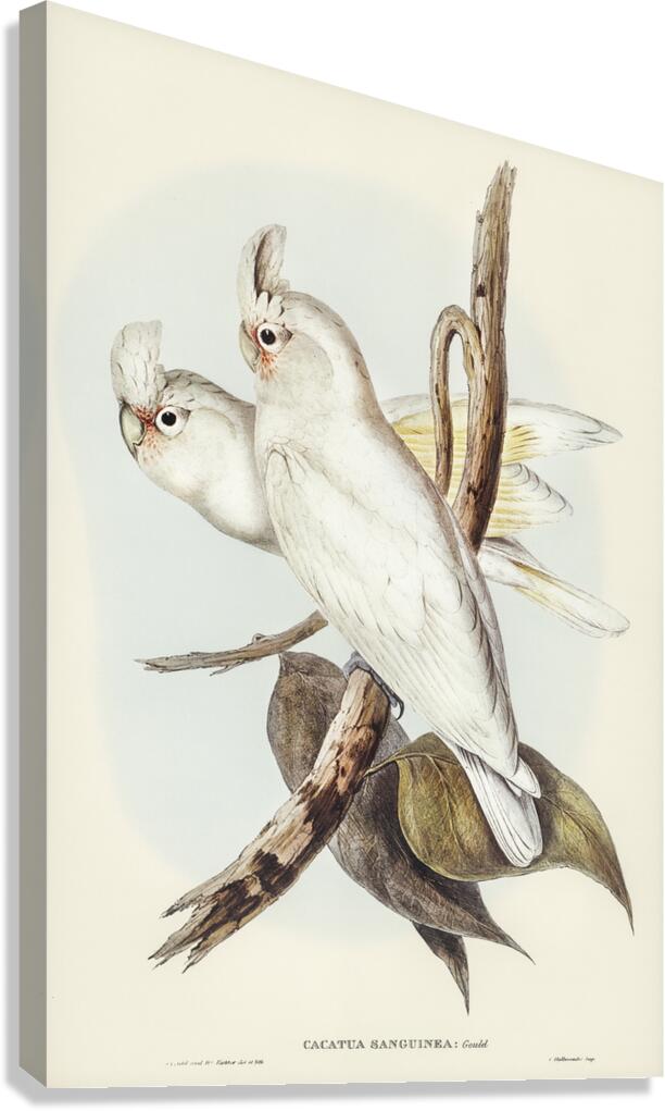 Little Corella Canvas Print