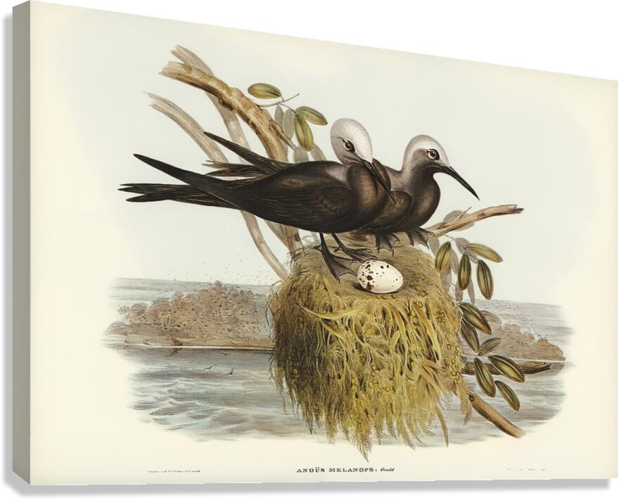 Lesser Noddy Canvas Print