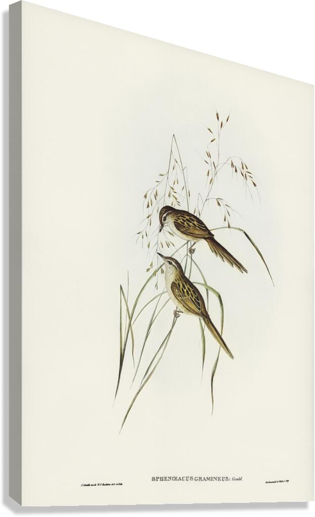 Little Grassbird Canvas Print