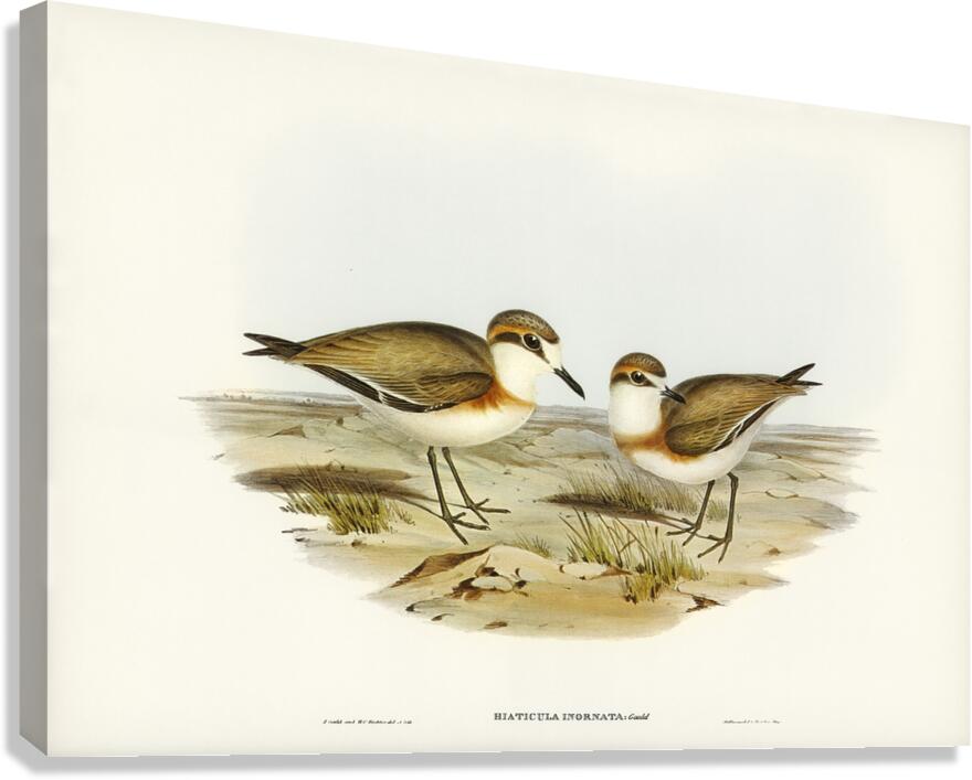 Lesser Sand Plover Canvas Print
