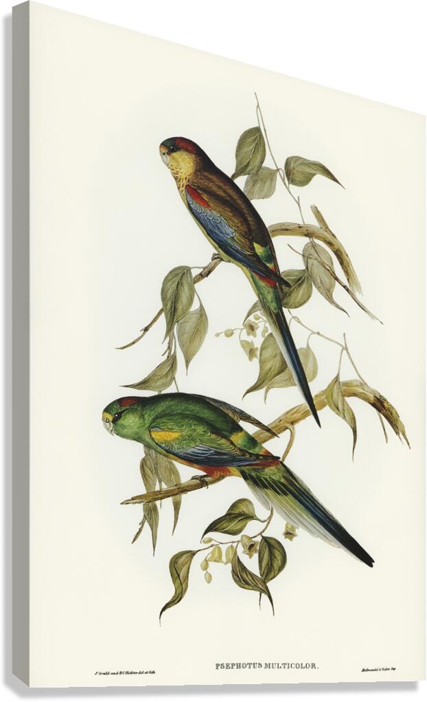 Mulga Parrot Canvas Print