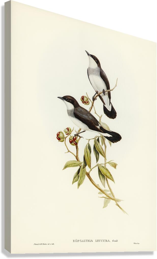 Mangrove Robin Canvas Print
