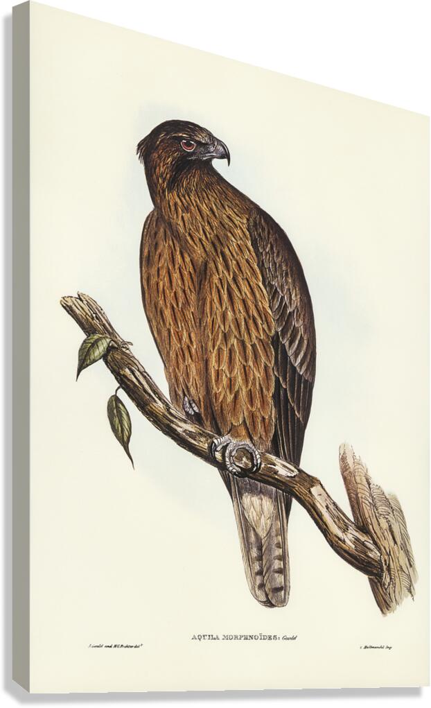 Little eagle Canvas Print