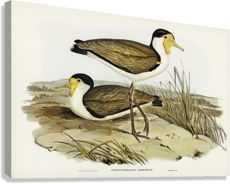 Masked Lapwing 2 Canvas Print