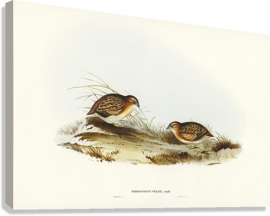 Little Buttonquail Canvas Print