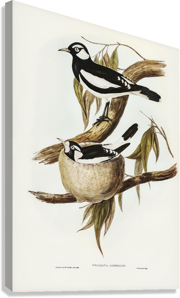 Magpie Lark Canvas Print