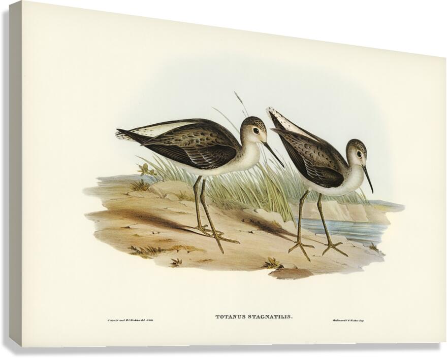 Marsh Sandpiper Canvas Print