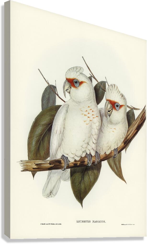 Long Billed Corella Canvas Print