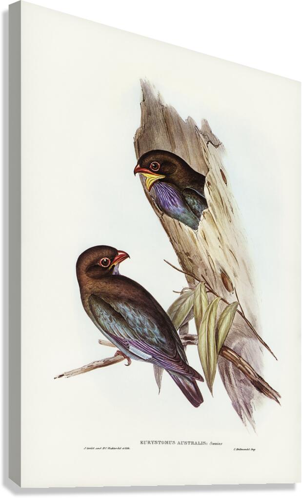 Oriental Dollarbird Canvas Print