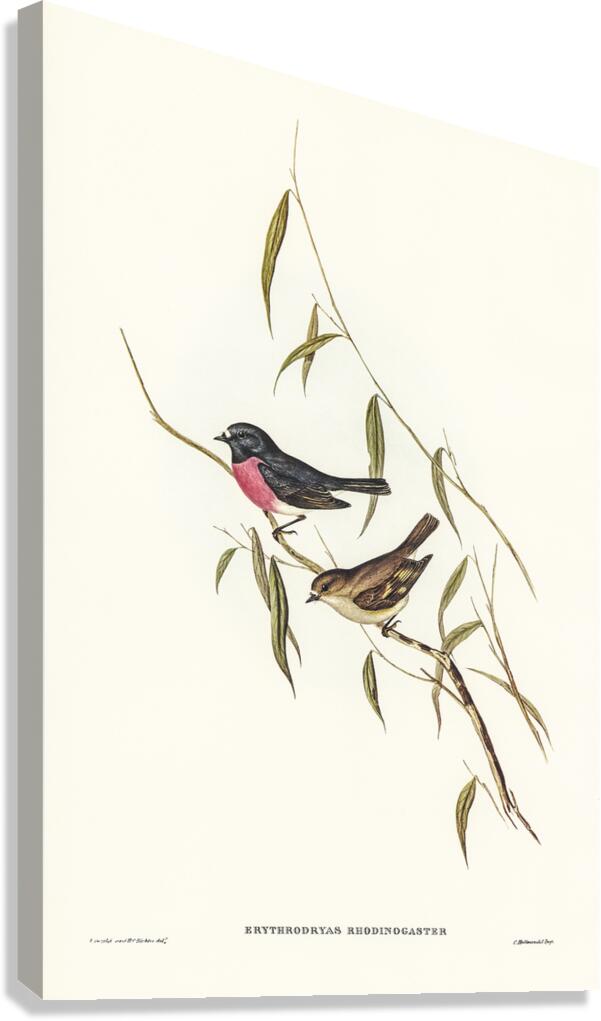 Pink Robin Canvas Print