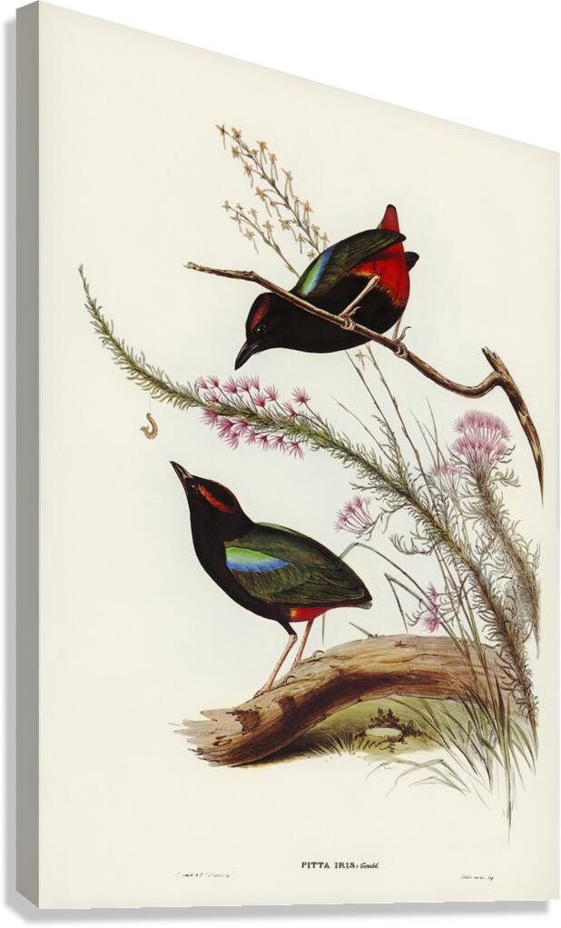 Rainbow Pitta Canvas Print