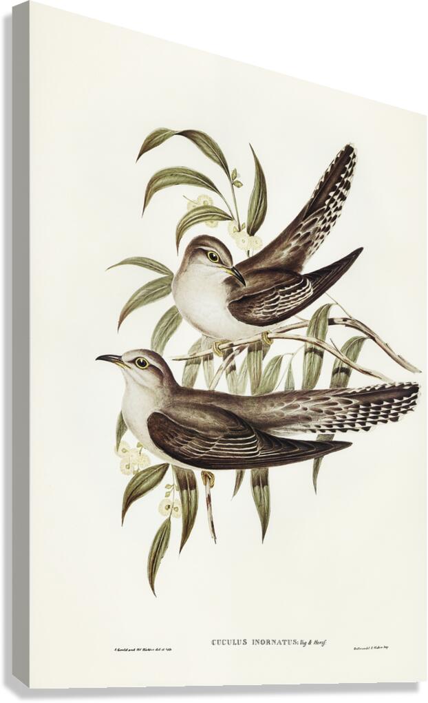 Pallid Cuckoo Canvas Print