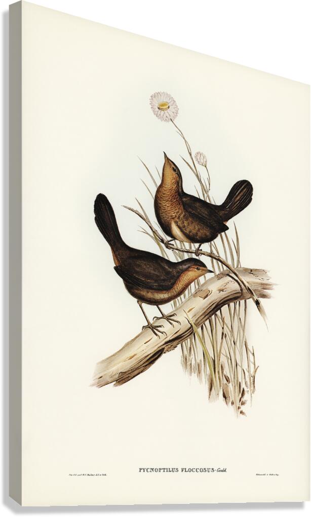 Pilotbird Canvas Print