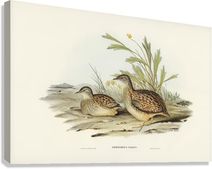 Painted Buttonquail 2 Canvas Print