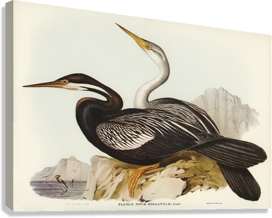 Oriental Darter Canvas Print
