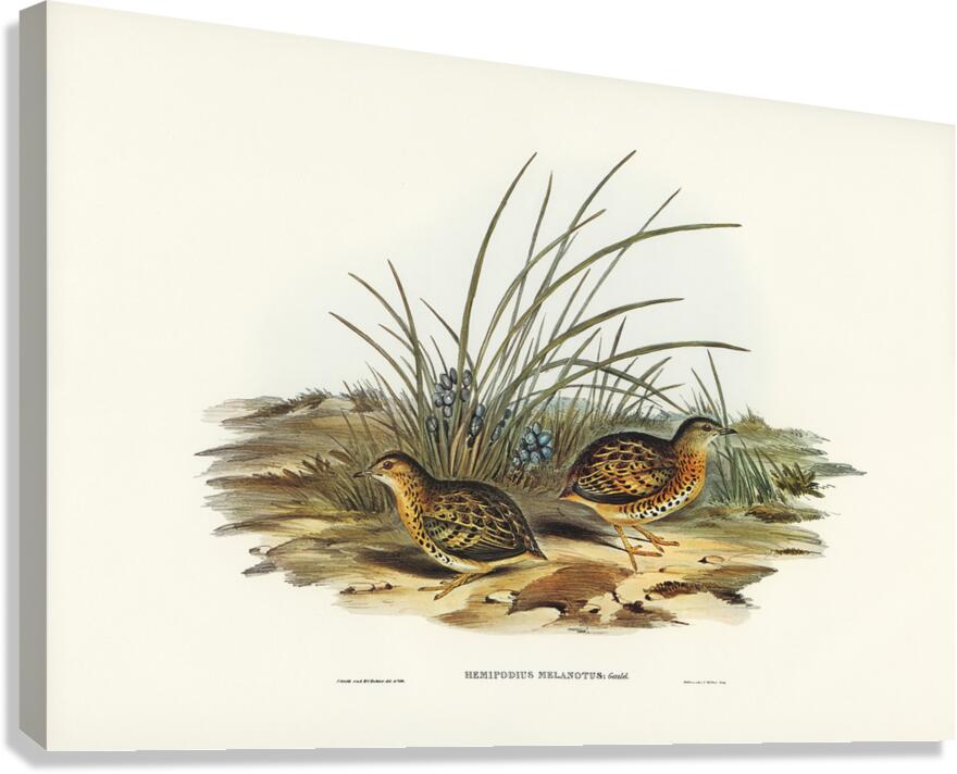 Red Backed Buttonquail Canvas Print