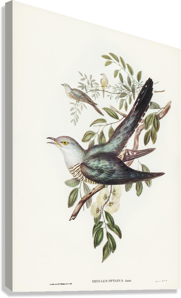Oriental Cuckoo Canvas Print