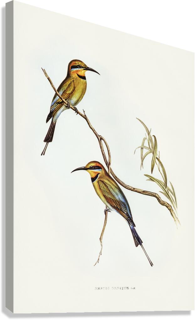 Rainbow Bee Eater Canvas Print