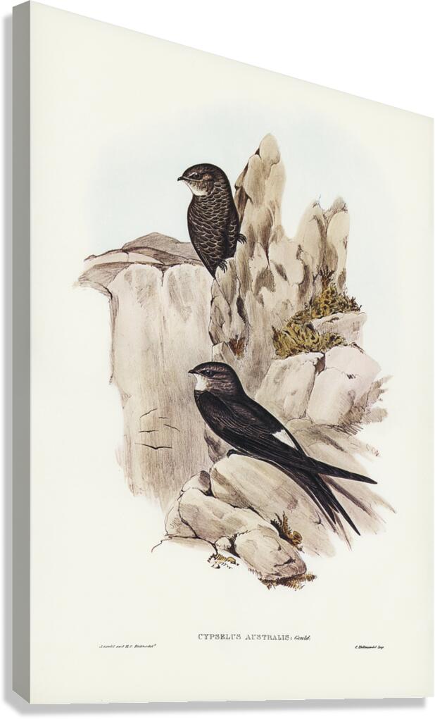 Pacific Swift Canvas Print