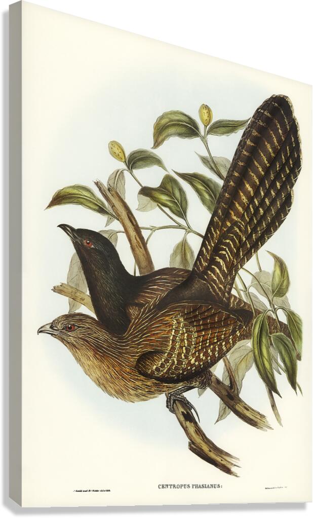Pheasant Coucal Canvas Print