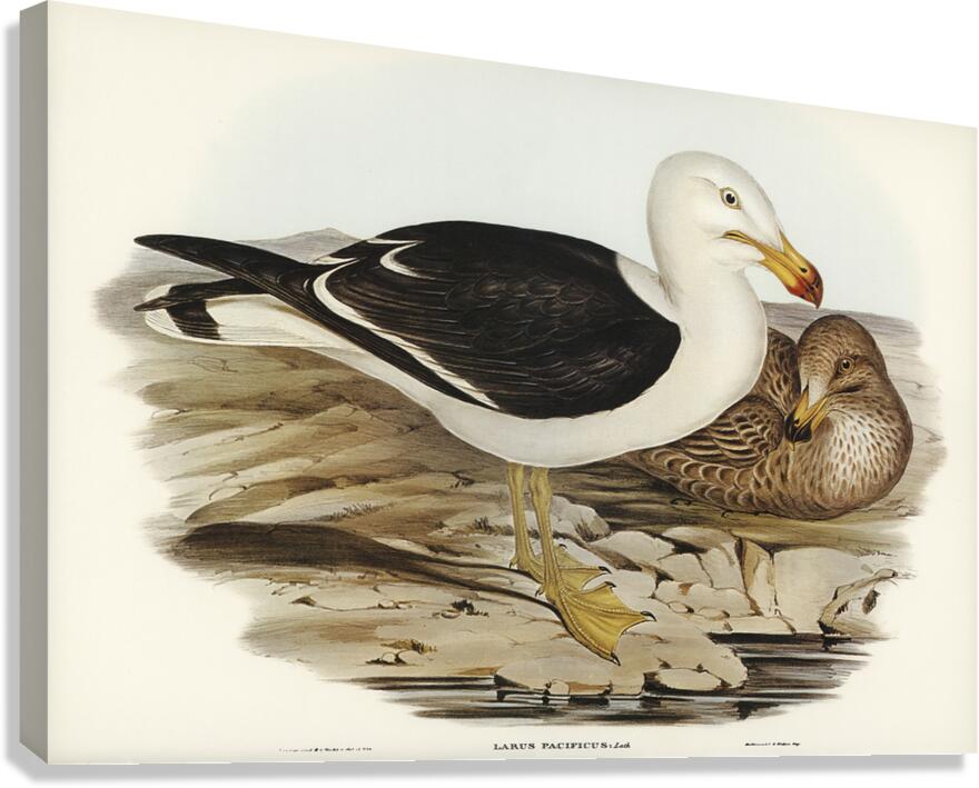Pacific Gull Canvas Print