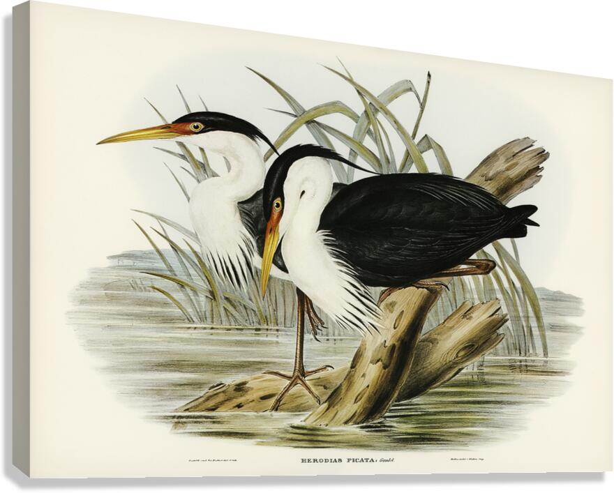 Pied Heron Canvas Print
