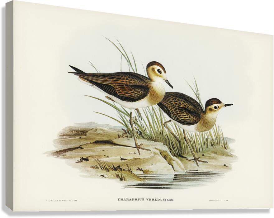 Oriental Plover Canvas Print