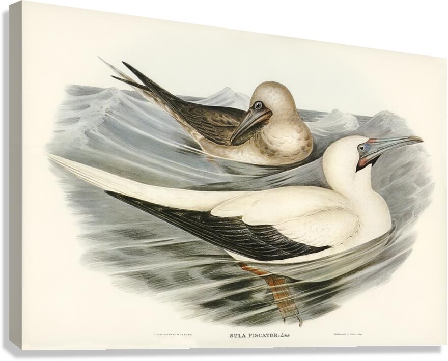 Red Footed Booby Canvas Print