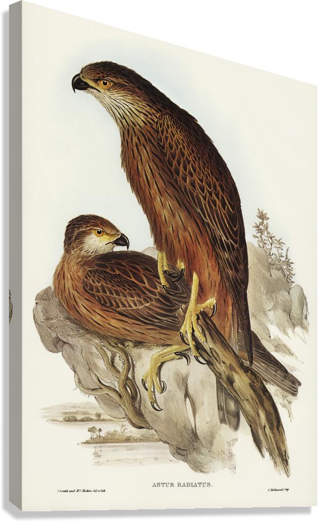Red Goshawk Canvas Print