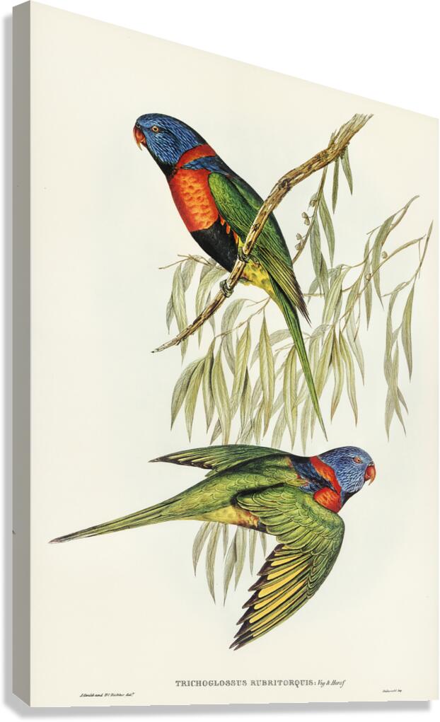 Red Collared Lorikeet Canvas Print