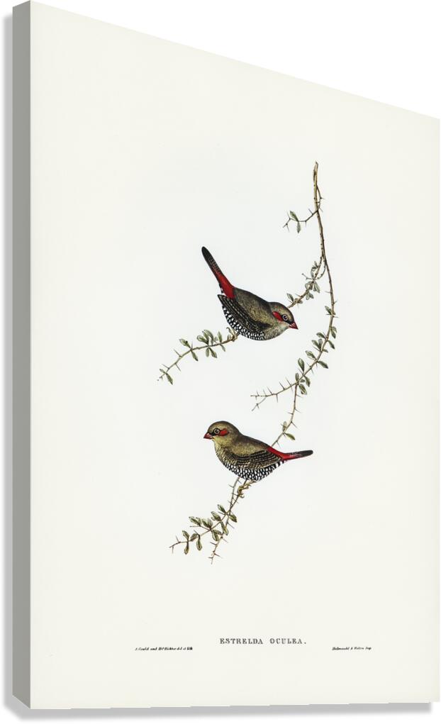 Red Eared Firetail Canvas Print