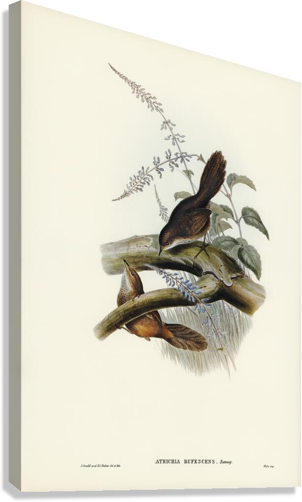 Rufous Scrubbird Canvas Print