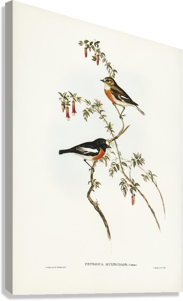 Scarlet Robin Canvas Print
