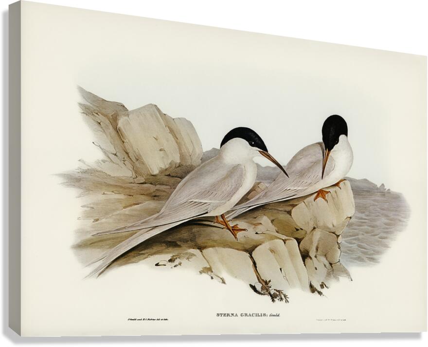 Roseate Tern Canvas Print