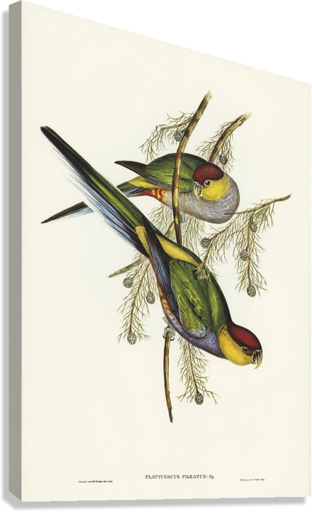Red Capped Parrot Canvas Print