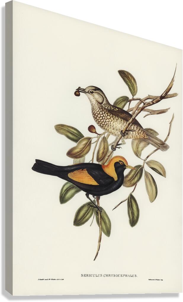 Regent Bowerbird Canvas Print
