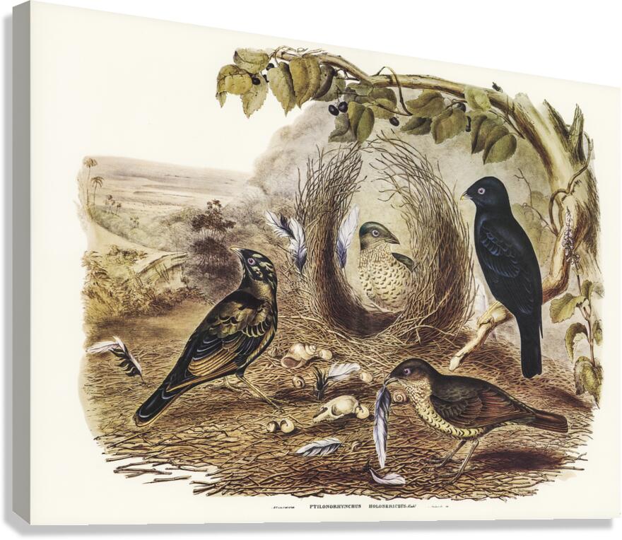 Satin Bowerbird Canvas Print