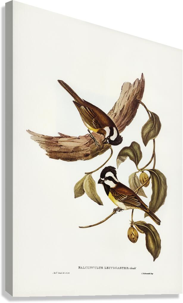 Shriketit Canvas Print