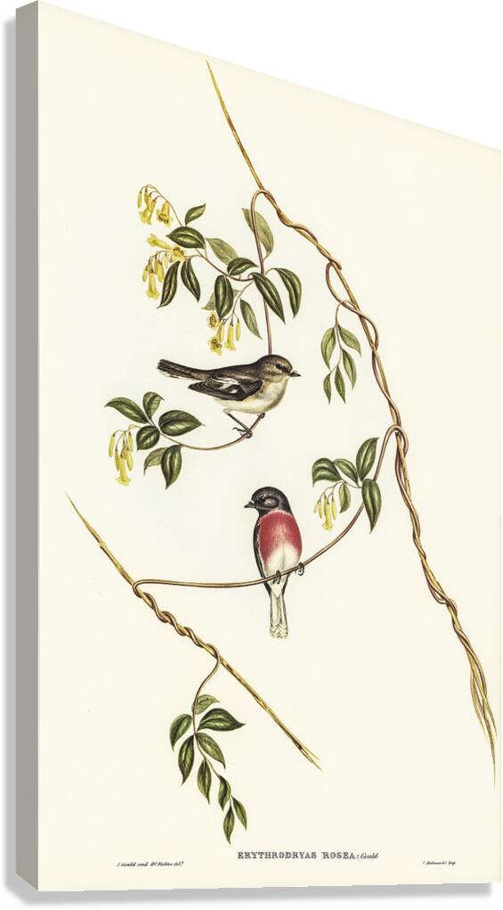 Rose Robin Canvas Print