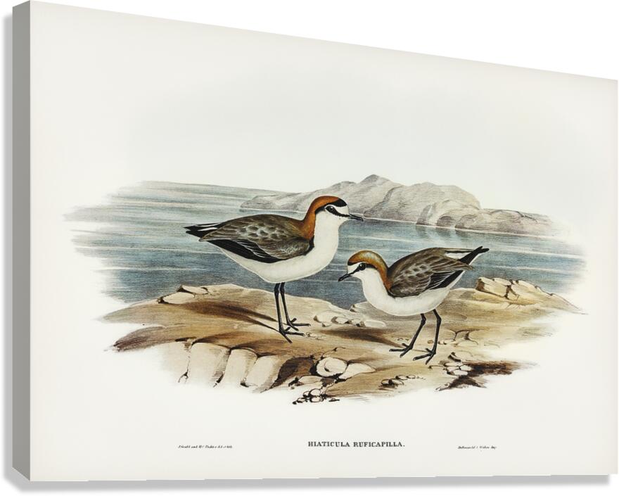 Red Capped Plover Canvas Print