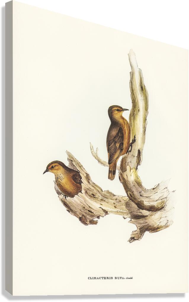 Rufous Treecreeper Canvas Print