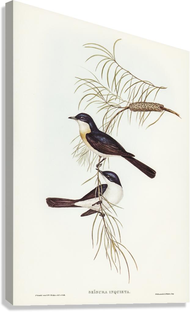 Restless Flycatcher Canvas Print