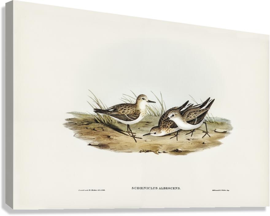 Red Necked Stint Canvas Print