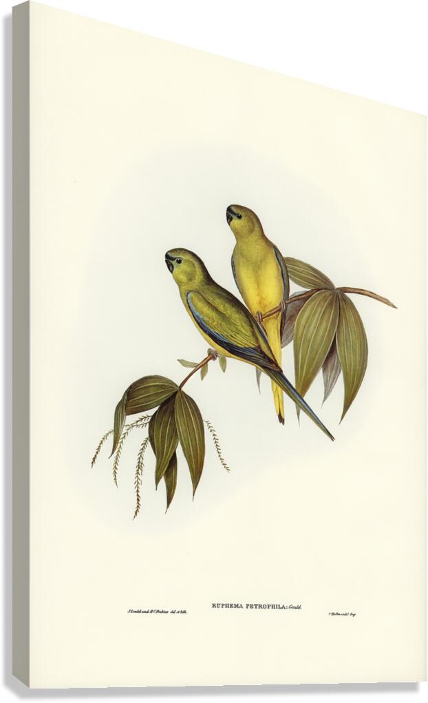 Rock Parrot Canvas Print