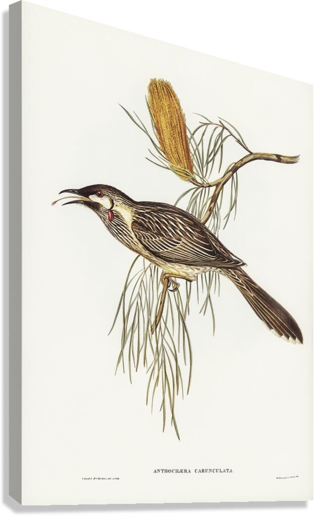 Red Wattlebird Canvas Print