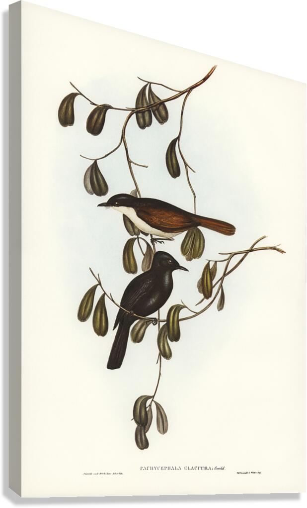 Shining Flycatcher Canvas Print