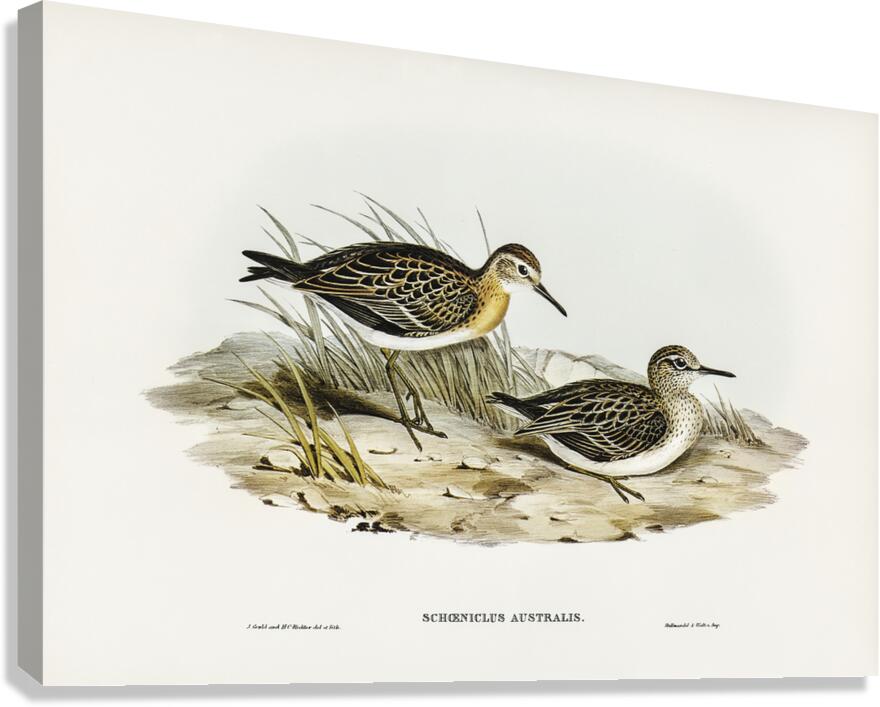 Sharp Tailed Sandpiper Canvas Print