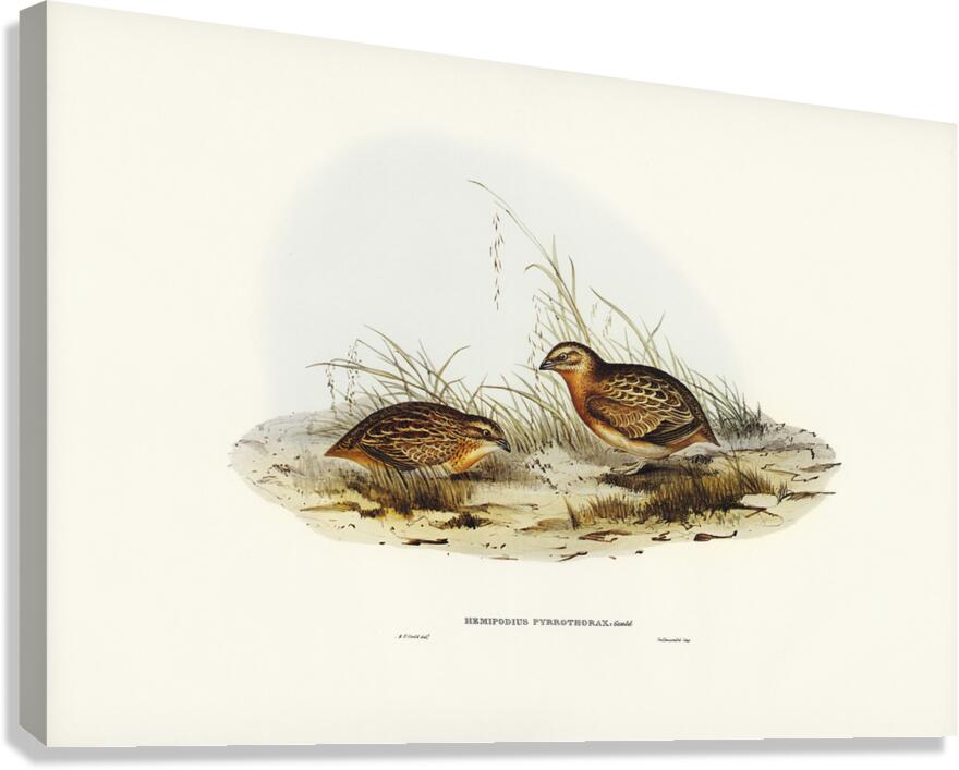 Red Chested Buttonquail Canvas Print