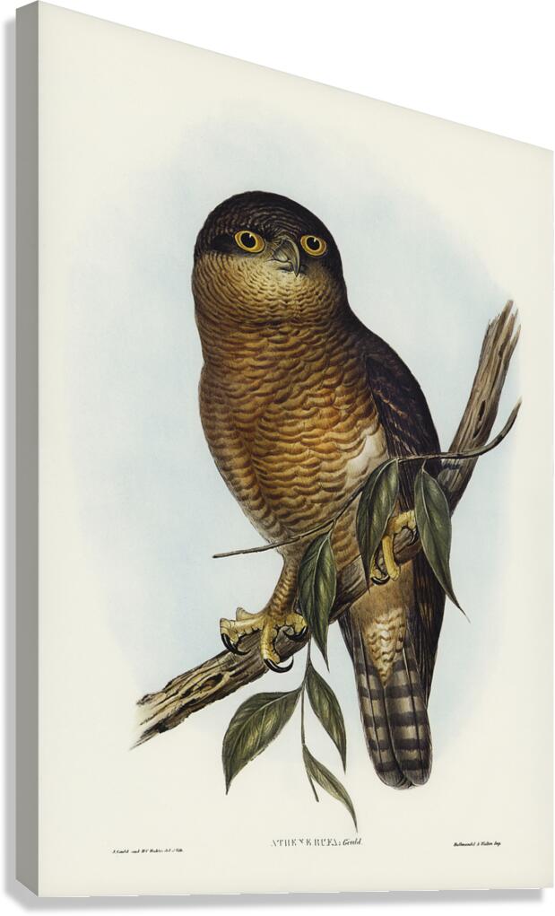 Rufous Owl Canvas Print